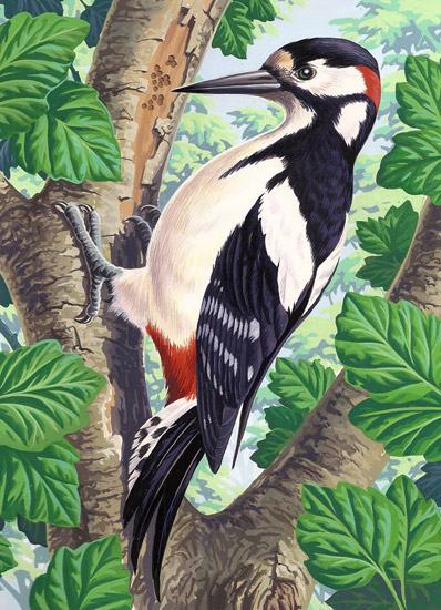 woodpecker.jpg